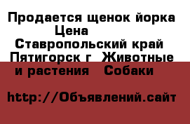 Продается щенок йорка › Цена ­ 6 000 - Ставропольский край, Пятигорск г. Животные и растения » Собаки   